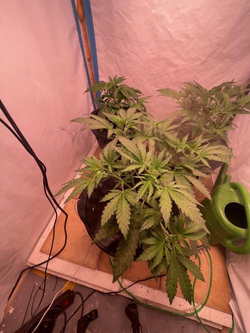 Tropicana Cookies Auto. Week 5