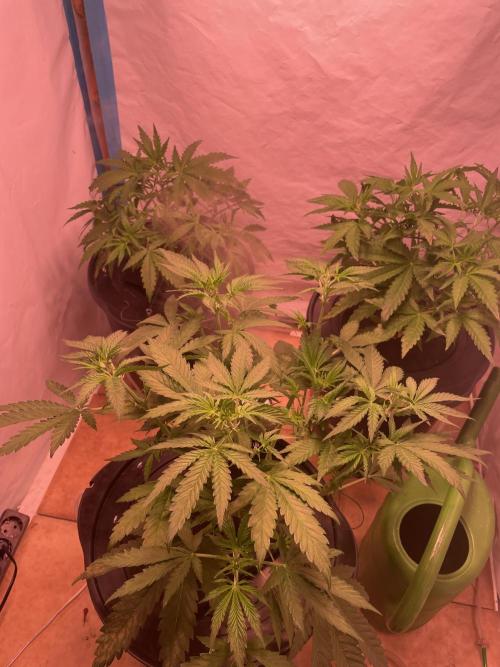 Tropicana Cookies Auto. Week 5