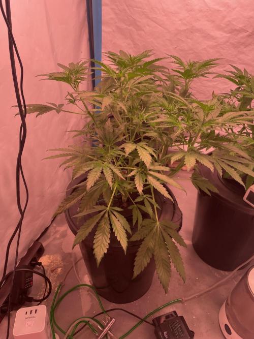 Tropicana Cookies Auto. Week 5