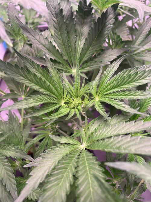 Tropicana Cookies Auto. Week 5