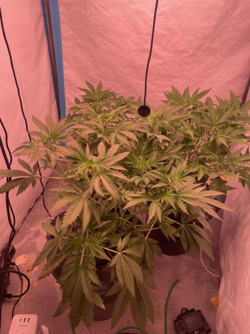 Tropicana Cookies Auto. Week 5