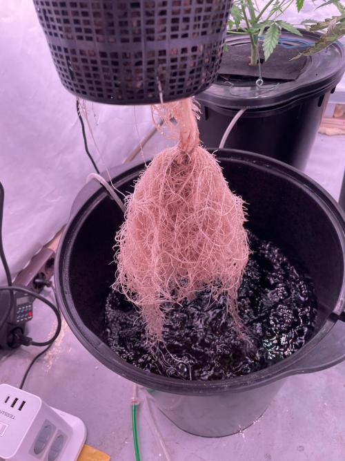 Tropicana Cookies Auto. Week 5