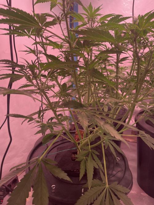 Tropicana Cookies Auto. Week 5