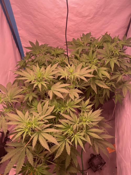 Tropicana Cookies Auto. Week 5