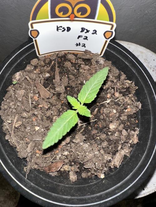Rolens' First Descent. Week 2