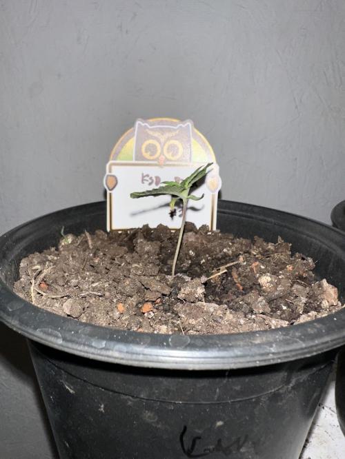 Rolens' First Descent. Week 2