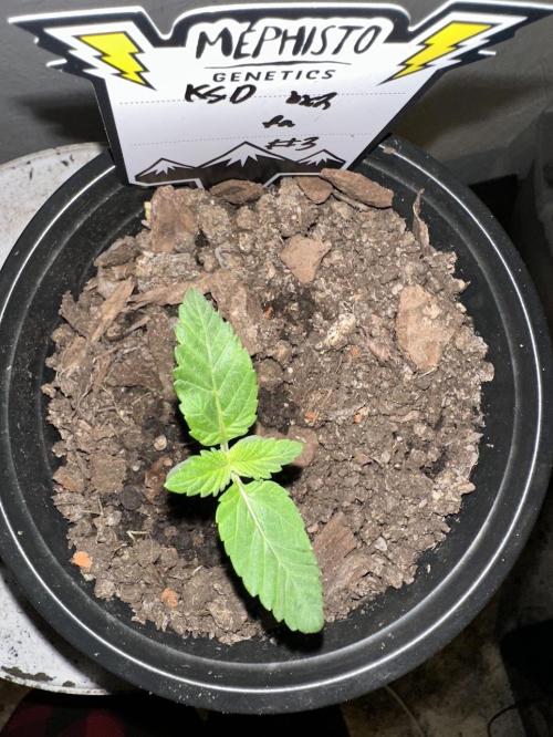Rolens' First Descent. Week 2