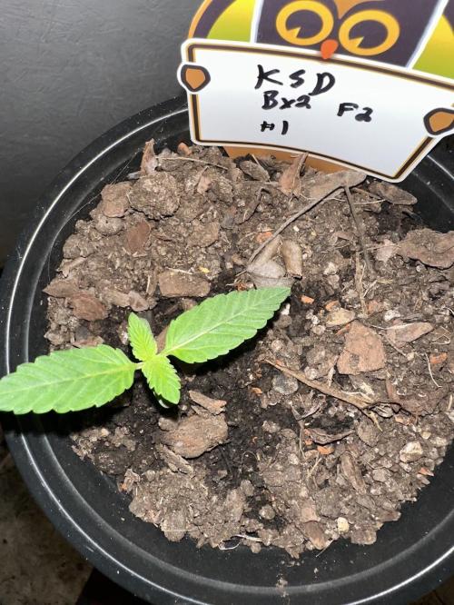 Rolens' First Descent. Week 2