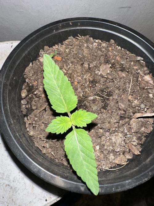 Rolens' First Descent. Week 2