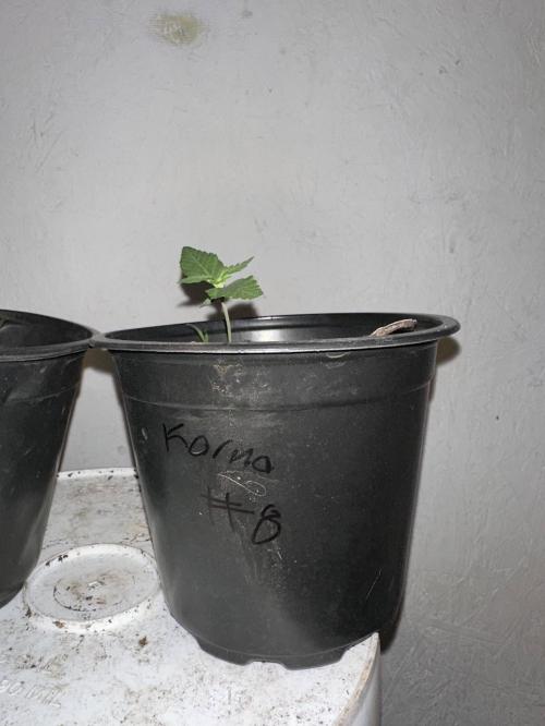 Rolens' First Descent. Week 2