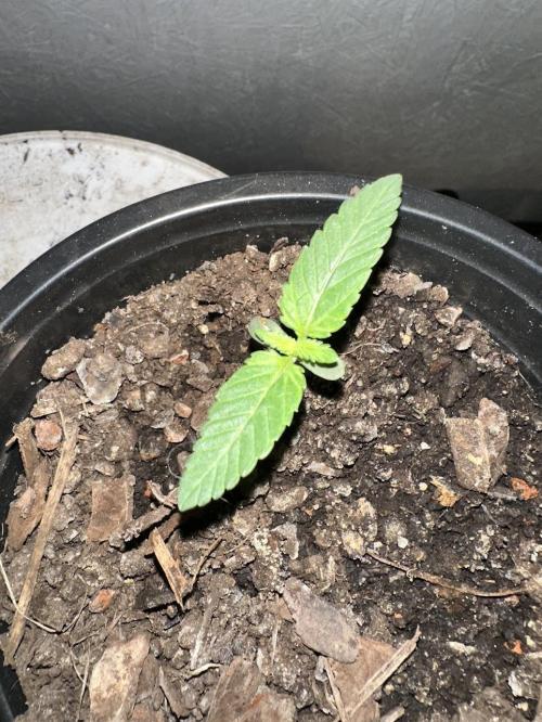 Rolens' First Descent. Week 2
