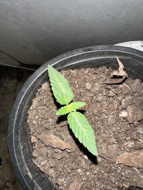 Rolens' First Descent. Week 2