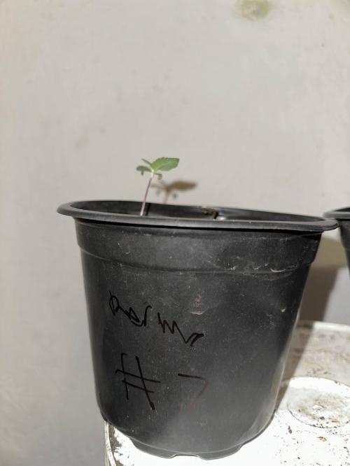 Rolens' First Descent. Week 2