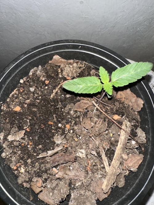 Rolens' First Descent. Week 2