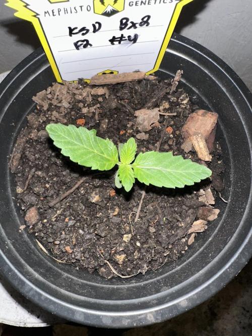Rolens' First Descent. Week 2