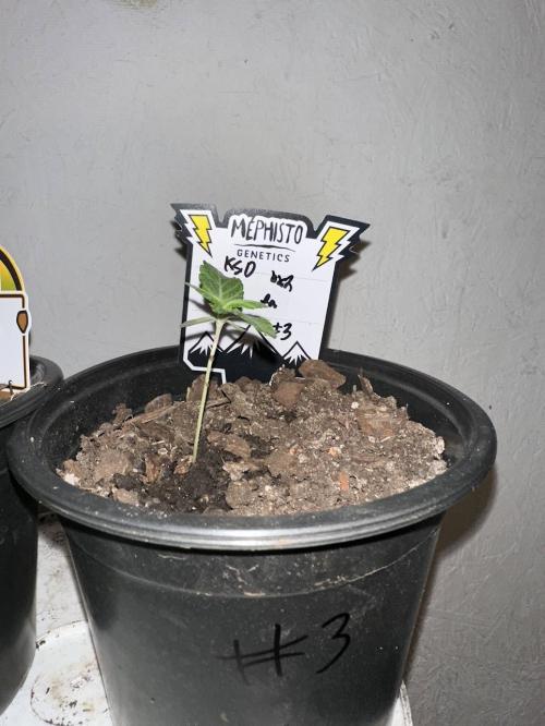 Rolens' First Descent. Week 2
