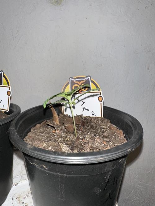 Rolens' First Descent. Week 2