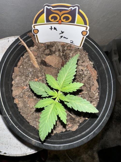 Rolens' First Descent. Week 2