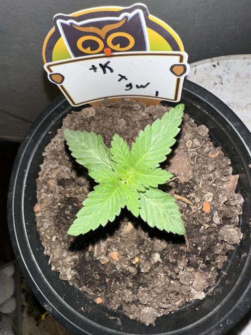 Rolens' First Descent. Week 2