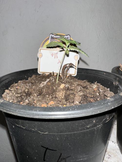 Rolens' First Descent. Week 2