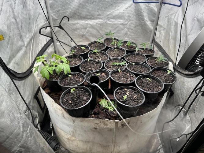 Rolens' First Descent. Week 2
