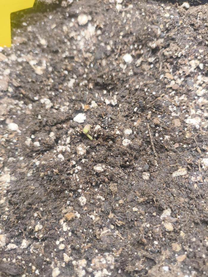 Gorilla Cookies Auto (First Grow). Week 1