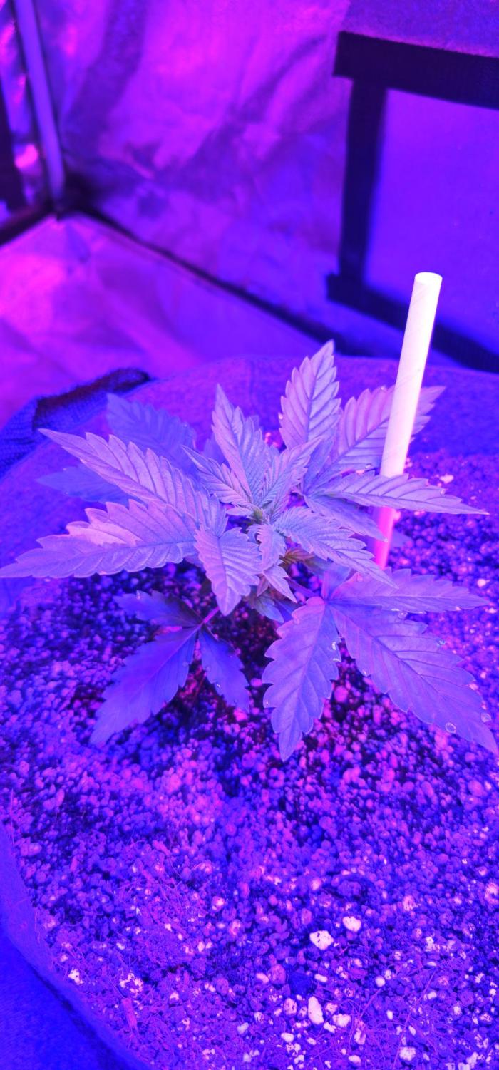 Third Try's a Charm. Week 2