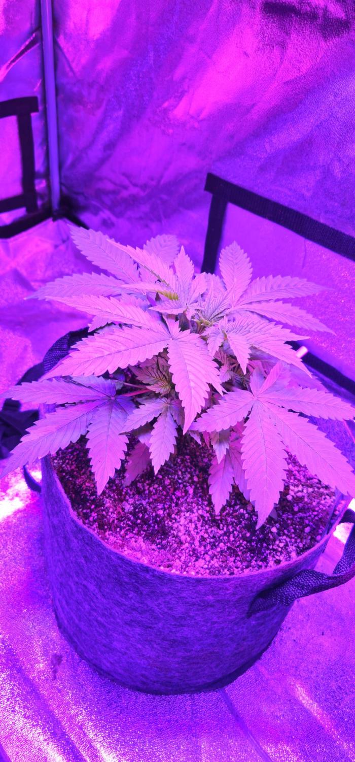 Third Try's a Charm. Week 3