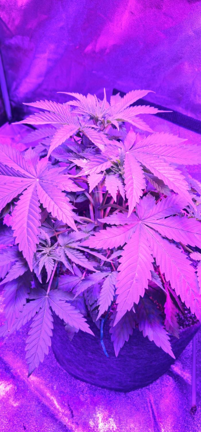 Third Try's a Charm. Week 4