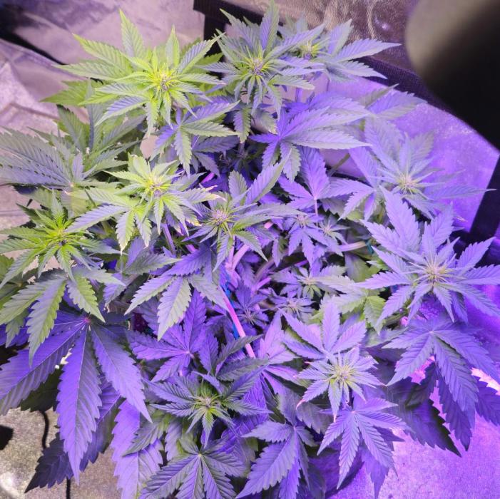 Third Try's a Charm. Week 5