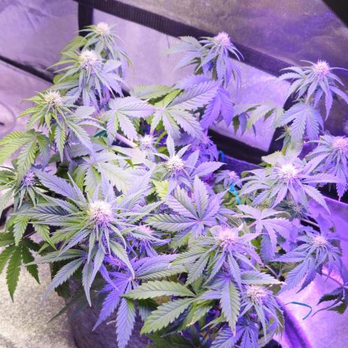 Third Try's a Charm. Week 6