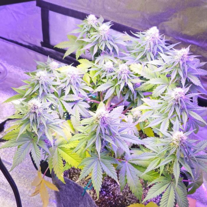 Third Try's a Charm. Week 7