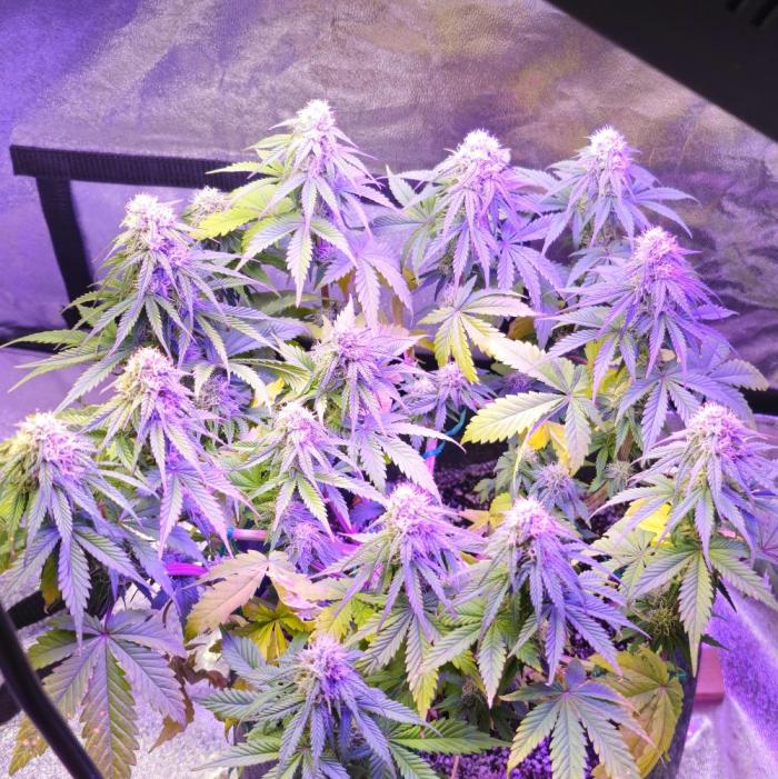 Third Try's a Charm. Week 8