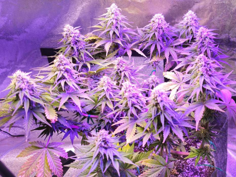 Third Try's a Charm. Week 9