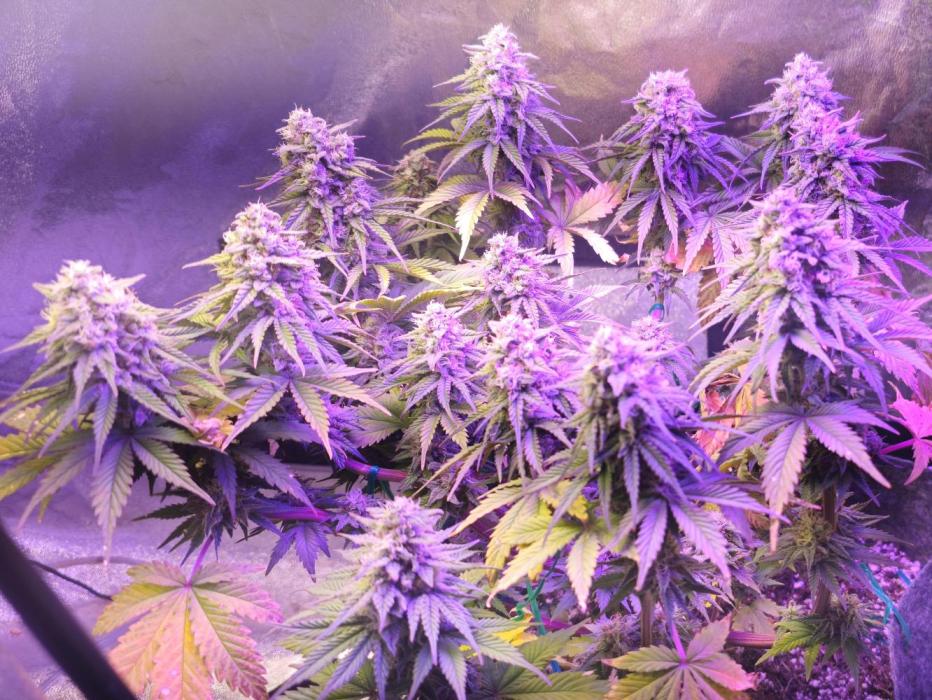 Third Try's a Charm. Week 10