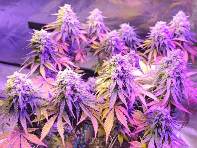 Third Try's a Charm. Week 11