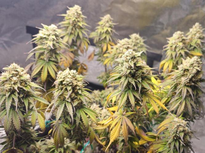 Third Try's a Charm. Week 11