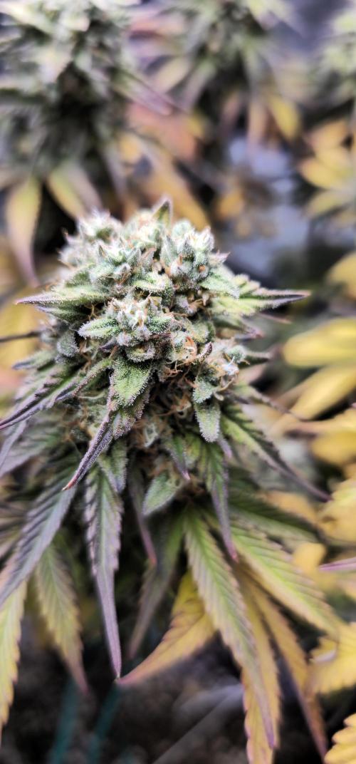 Third Try's a Charm. Week 11