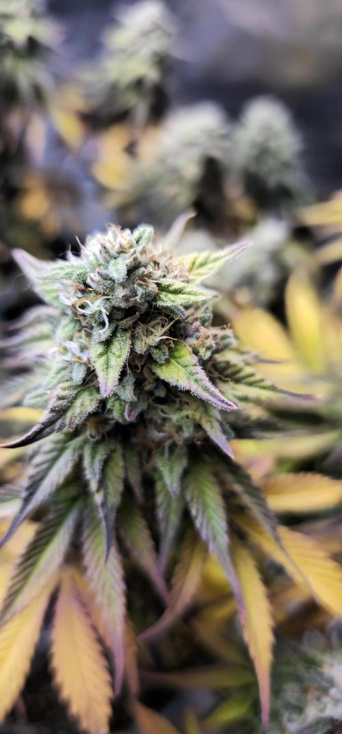 Third Try's a Charm. Week 11