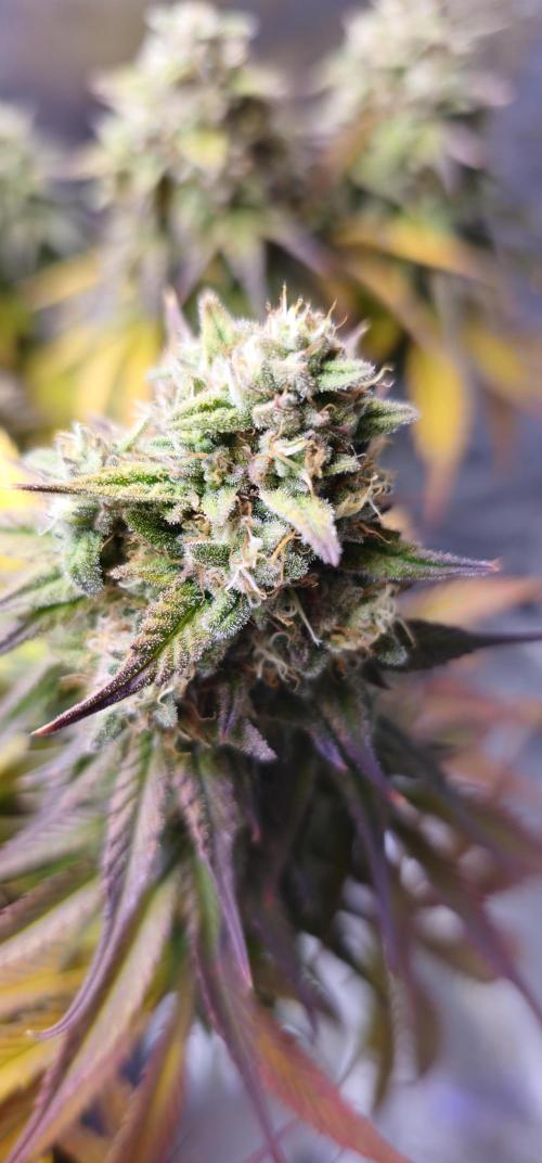 Third Try's a Charm. Week 11