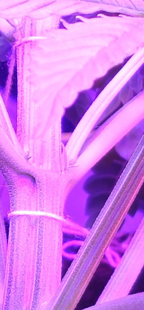 Third Try's a Charm. Week 6