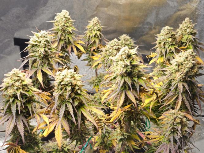 Third Try's a Charm. Week 12