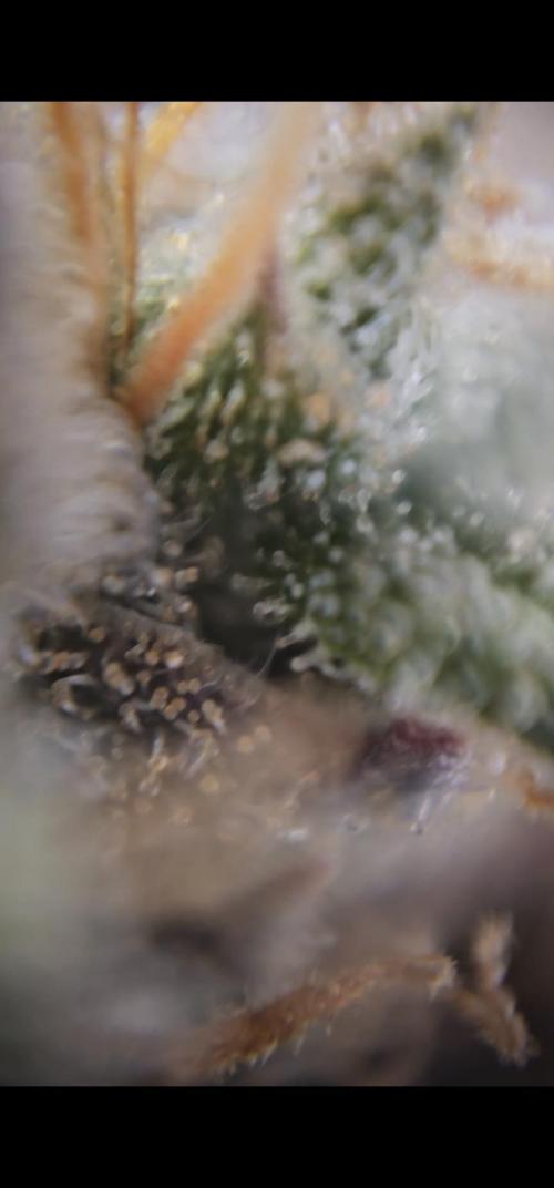 Third Try's a Charm. Week 12