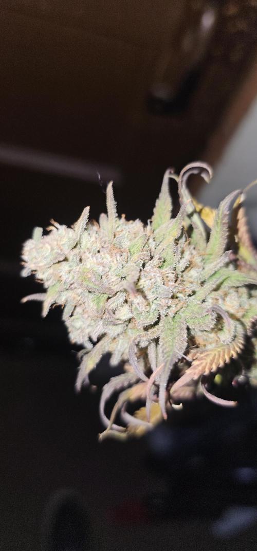 Third Try's a Charm. Week 12