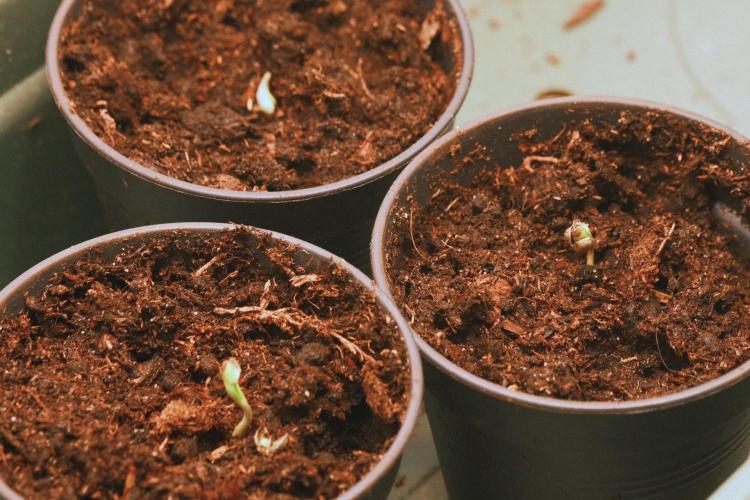 2026 – Honduras × Panama (ACE Seeds). Week 0 - Day 4: hello cuties! ^^ 💚