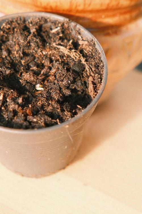 2026 – Honduras × Panama (ACE Seeds). Week 0 - Day 3: still a bit shy.