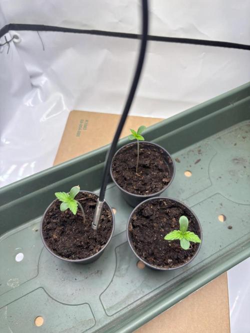 2026 – Honduras × Panama (ACE Seeds). Week 1 - Day 4 | 7 cm | 22°C / 70% RH (VPD 0.8) | 150 PPFD / 65 cm | Water: yes | Feed: G