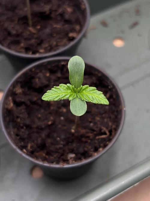 2026 – Honduras × Panama (ACE Seeds). Week 1 - Day 4 | 7 cm | 22°C / 70% RH (VPD 0.8) | 150 PPFD / 65 cm | Water: yes | Feed: G