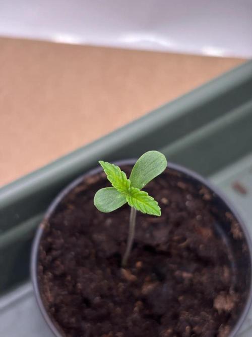 2026 – Honduras × Panama (ACE Seeds). Week 1 - Day 4 | 7 cm | 22°C / 70% RH (VPD 0.8) | 150 PPFD / 65 cm | Water: yes | Feed: G