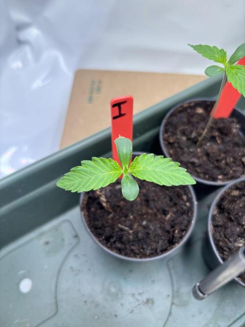 2026 – Honduras × Panama (ACE Seeds). Week 1 - Day 6 | 8 cm | 23°C / 74% RH (VPD 0.72) | 180 PPFD / 55 cm | Water: no | Feed: 